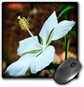 Profile Of A White Hibiscus Is A Photo Of A Profile Hibiscus Flower